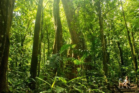 Sensoria's Magical Rainforests: A Paradise for Nature Lovers